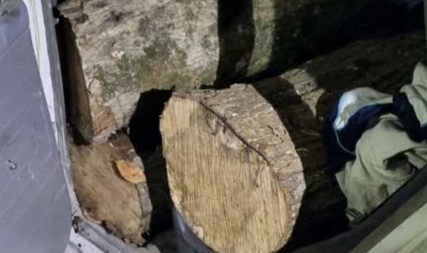 ضرب و شتم مامور منابع طبیعی توسط قاچاقچیان چوب در بهشهر