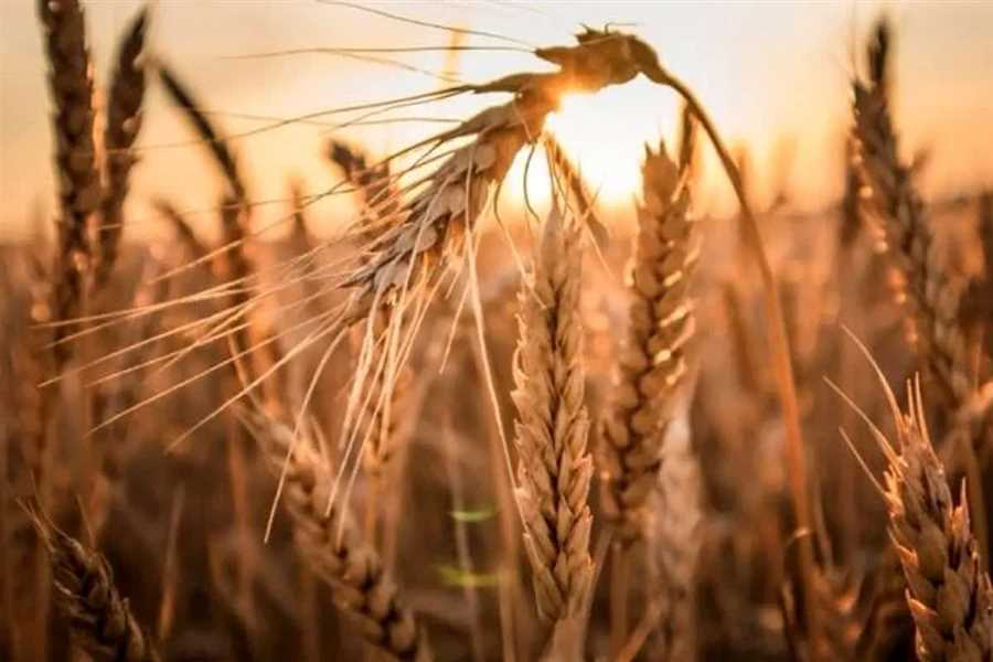  پرداخت مطالبات گندمکاران مازندران