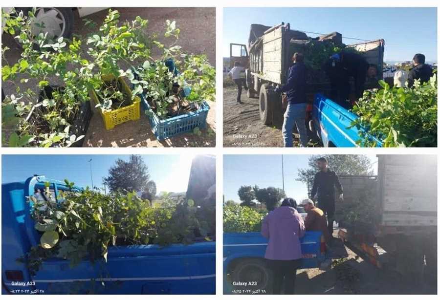  توزیع 1000 اصله نهال گل محمدی در ساری