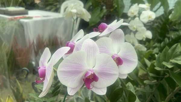 رشد صنعت ارکیده در ایران؛ جشنواره‌ای با اهداف توسعه پایدار 