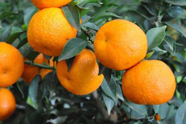 اطلاعیه برداشت به موقع میوه‌های رسیده نارنج 