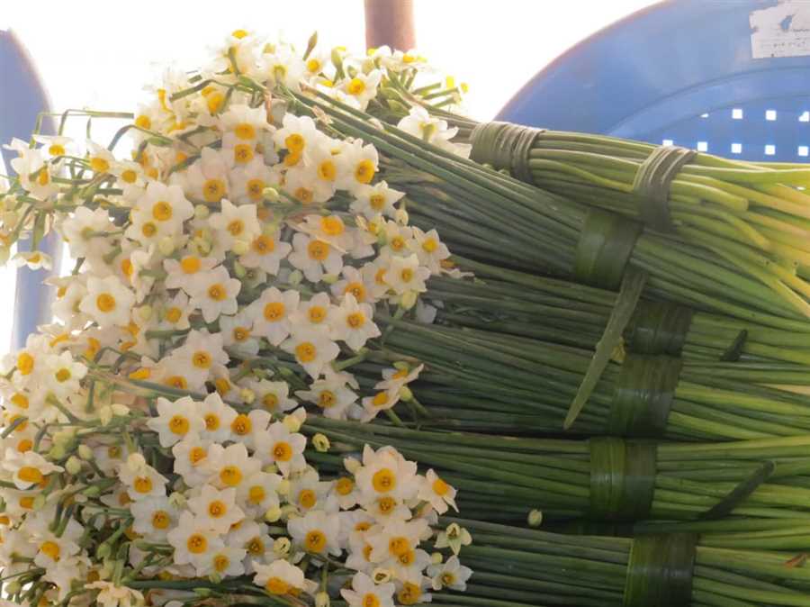 جویبار میزبان هفتمین جشنواره گل نرگس 