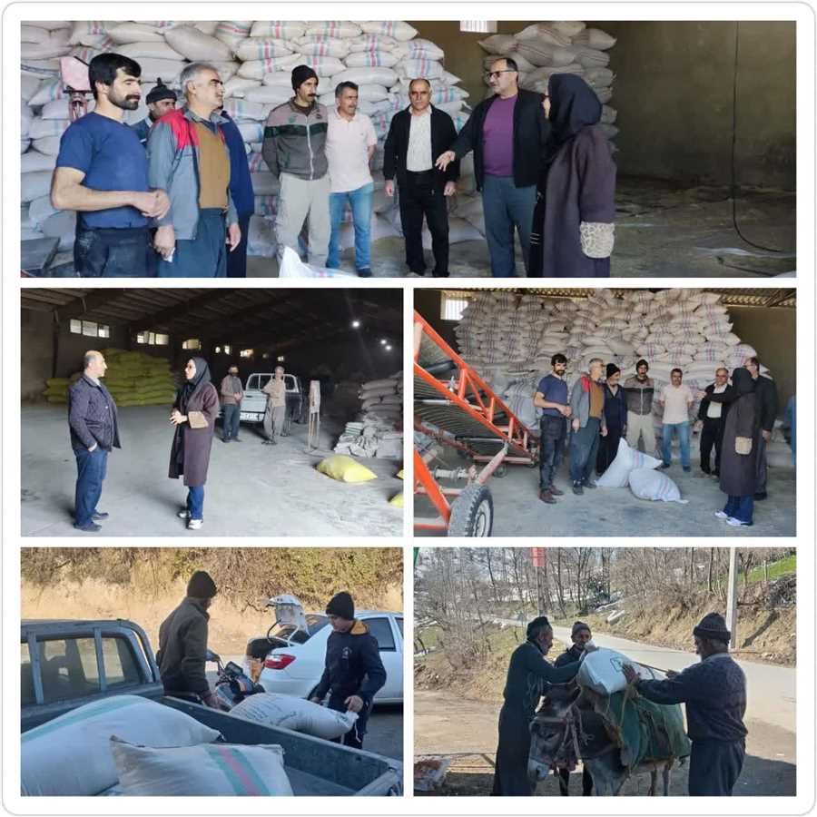  توزیع بیش از ۴۹ هزار تن نهاده دامی بین دامداران بابلی در سال ۱۴۰۳