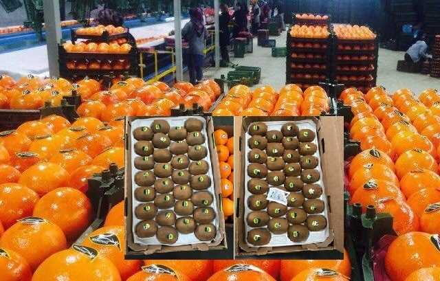  ۸۵ هزار تن محصول باغی مازندران در مسیر توسعه پایدار و صادرات