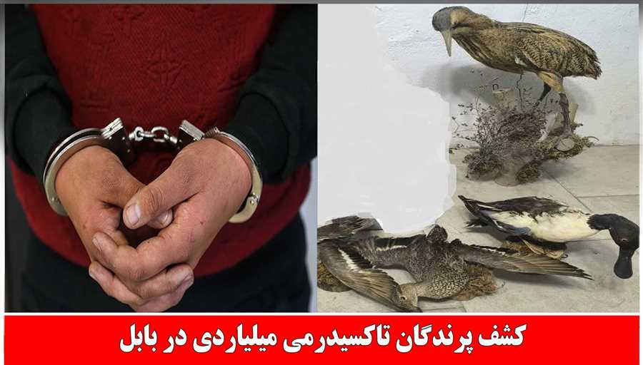 کشف پرندگان تاکسیدرمی میلیاردی در بابل 