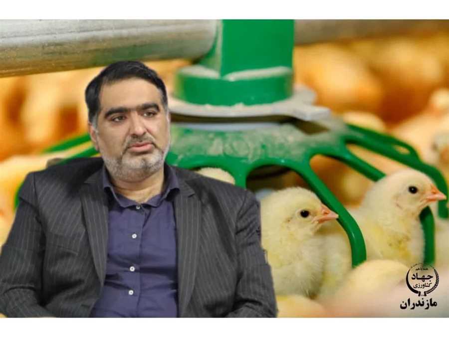 رشد بی‌سابقه تولید مرغ در مازندران؛ تامین نیاز استان، پایتخت و جهش ۱۷ درصدی تولید 