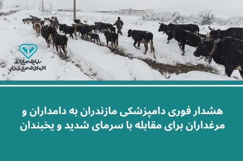 اقدامات فوری برای جلوگیری از تلفات دام و طیور در مازندران 
